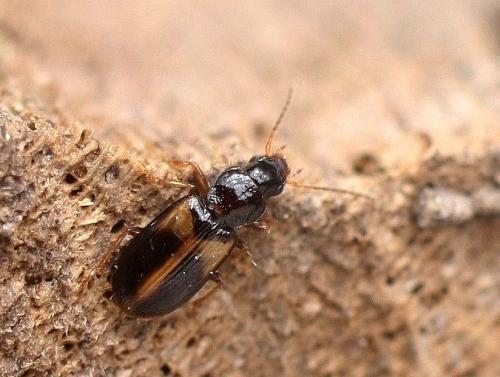 Réf. 337 239 : Acupalpus meridianus
